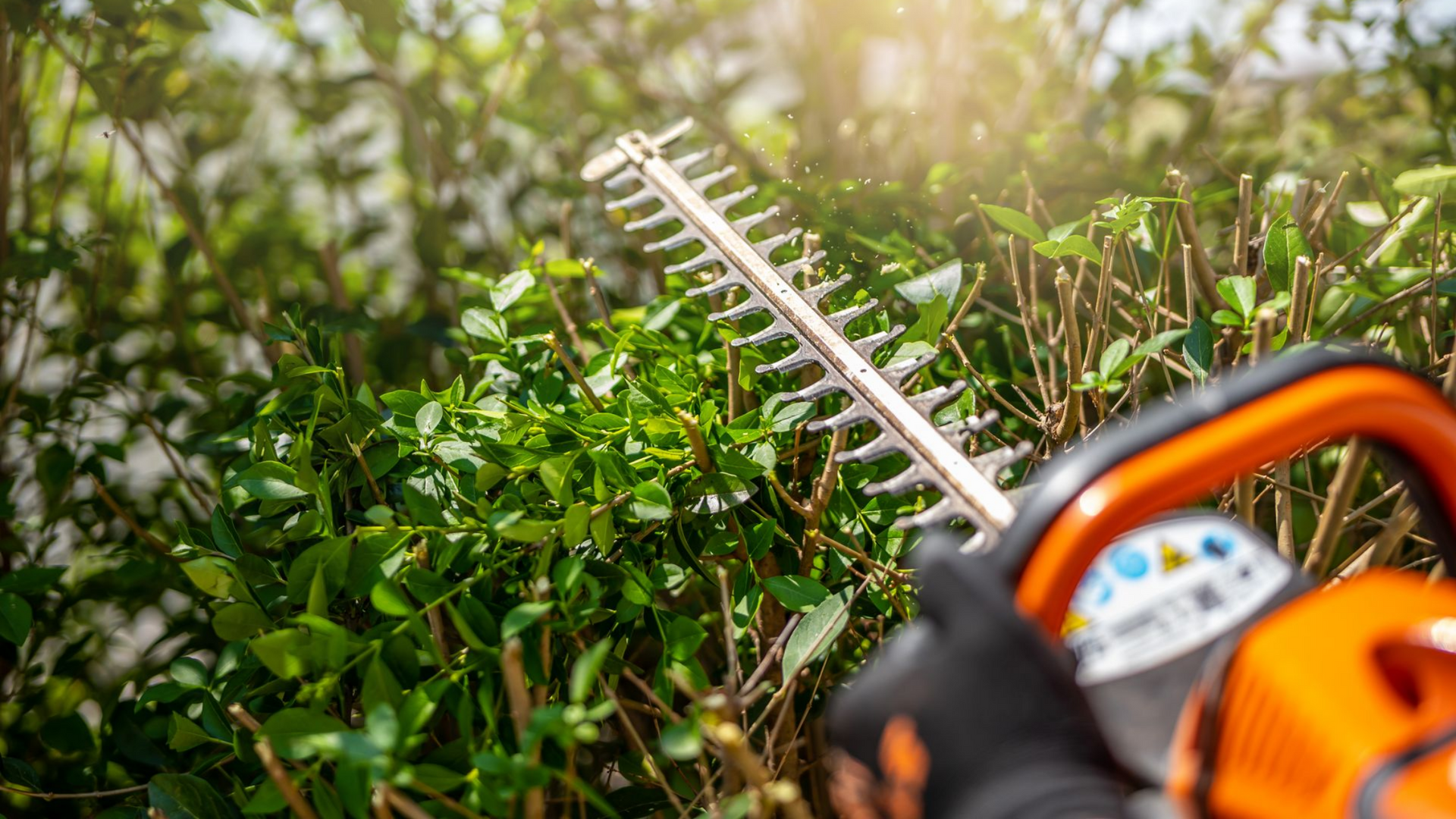 Une personne taillant une haie verte avec un taille-haie orange en plein soleil