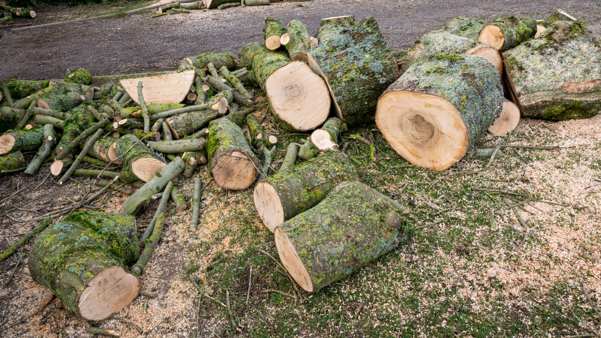 Tas de bûches et de branches fraîchement coupées