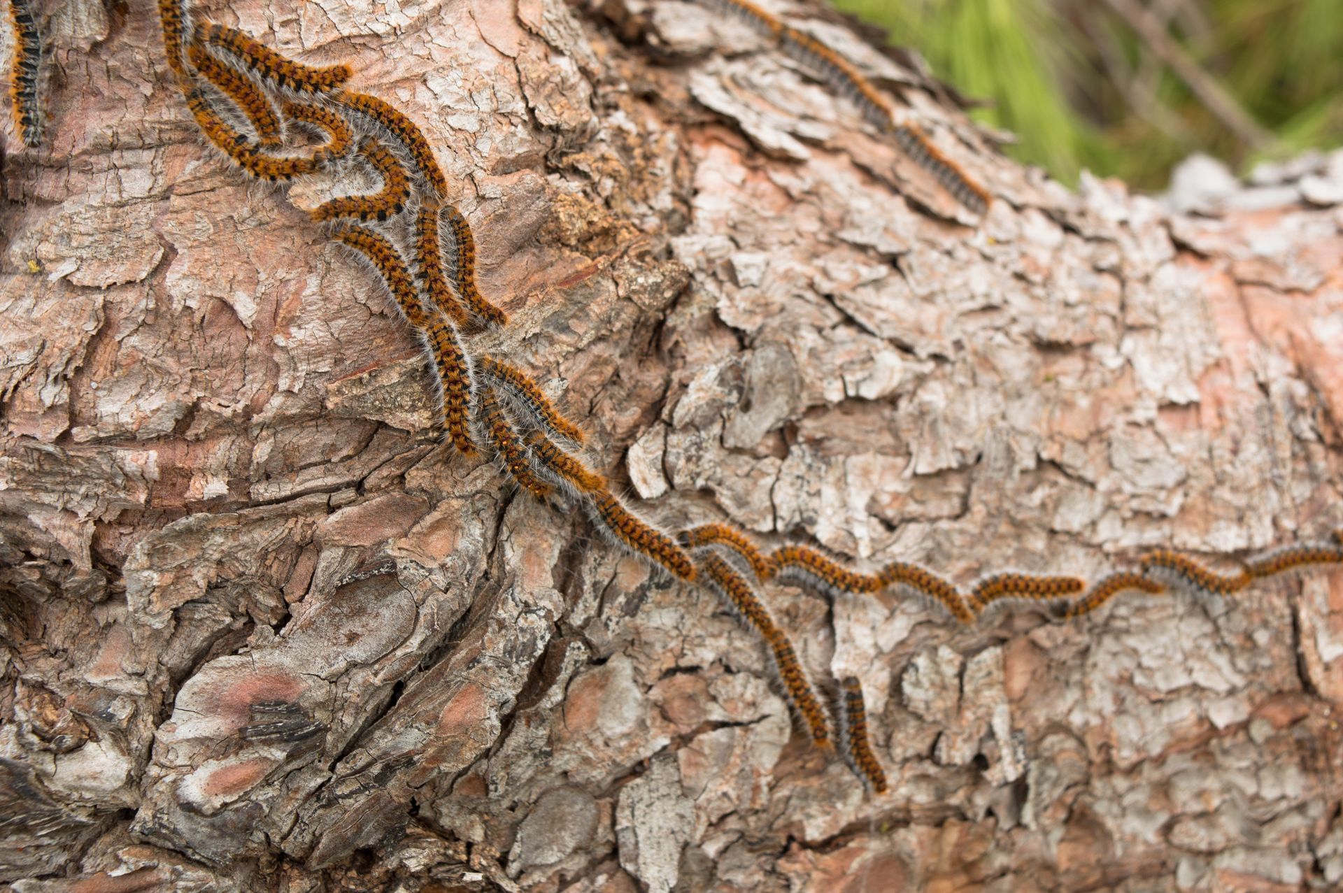 Des chenilles processionnaires sur un arbre