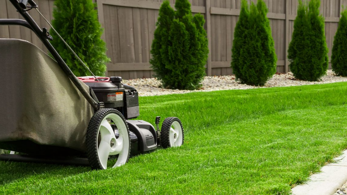Tondeuse à gazon coupant de l'herbe verte