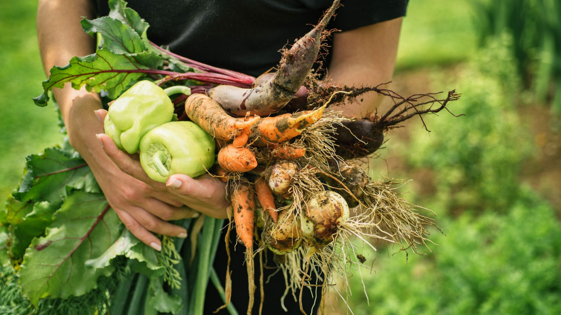 Personne tenant une récolte de légumes frais