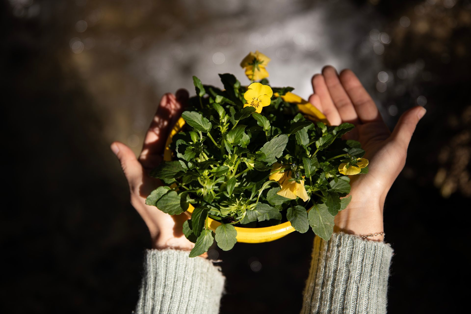 Una persona sostiene en sus manos una planta en maceta con flores amarillas.