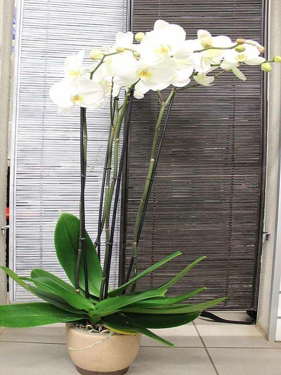 Design Flowers | Crans-Montana