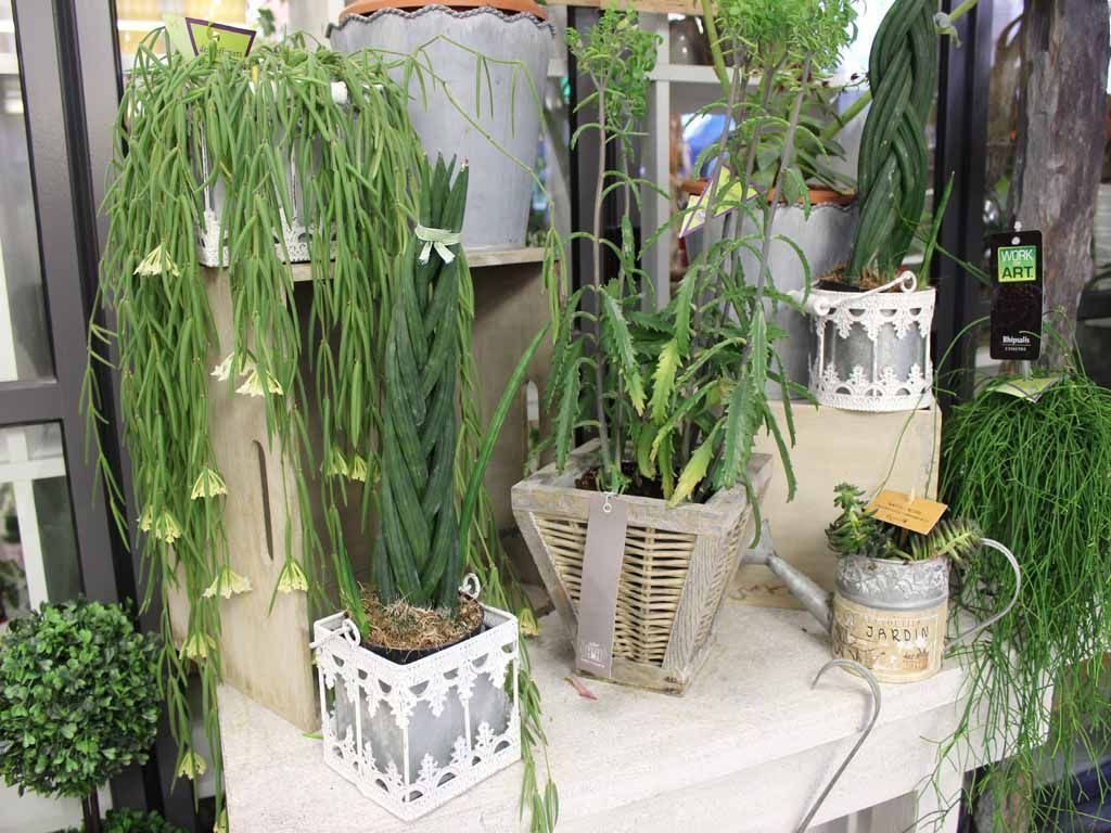 Design Flowers | Crans-Montana