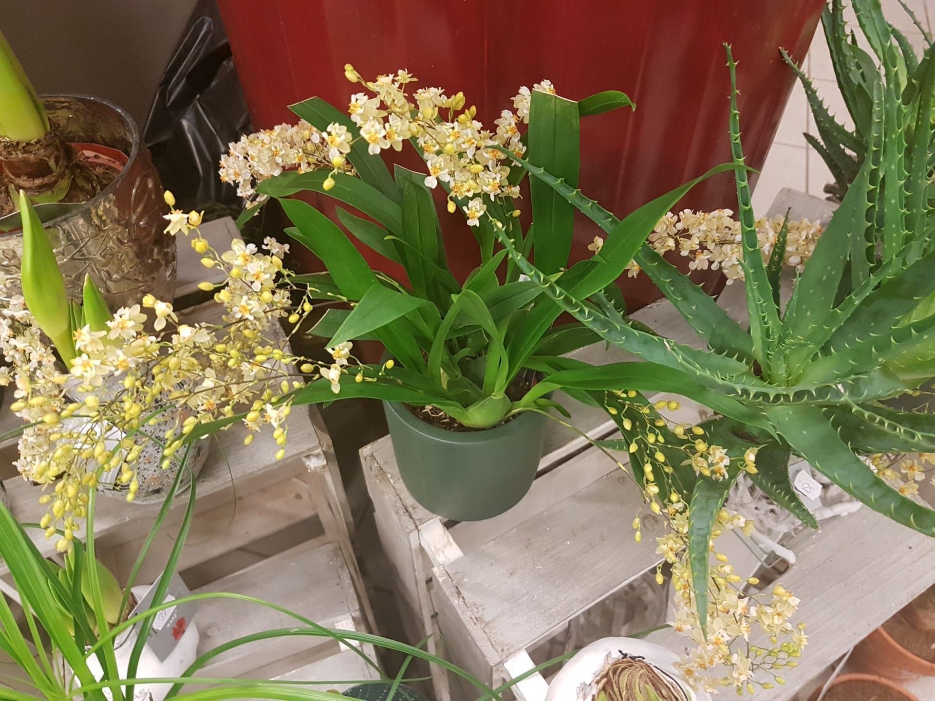 Boutique de fleurs - Design Flowers - Crans-Montana