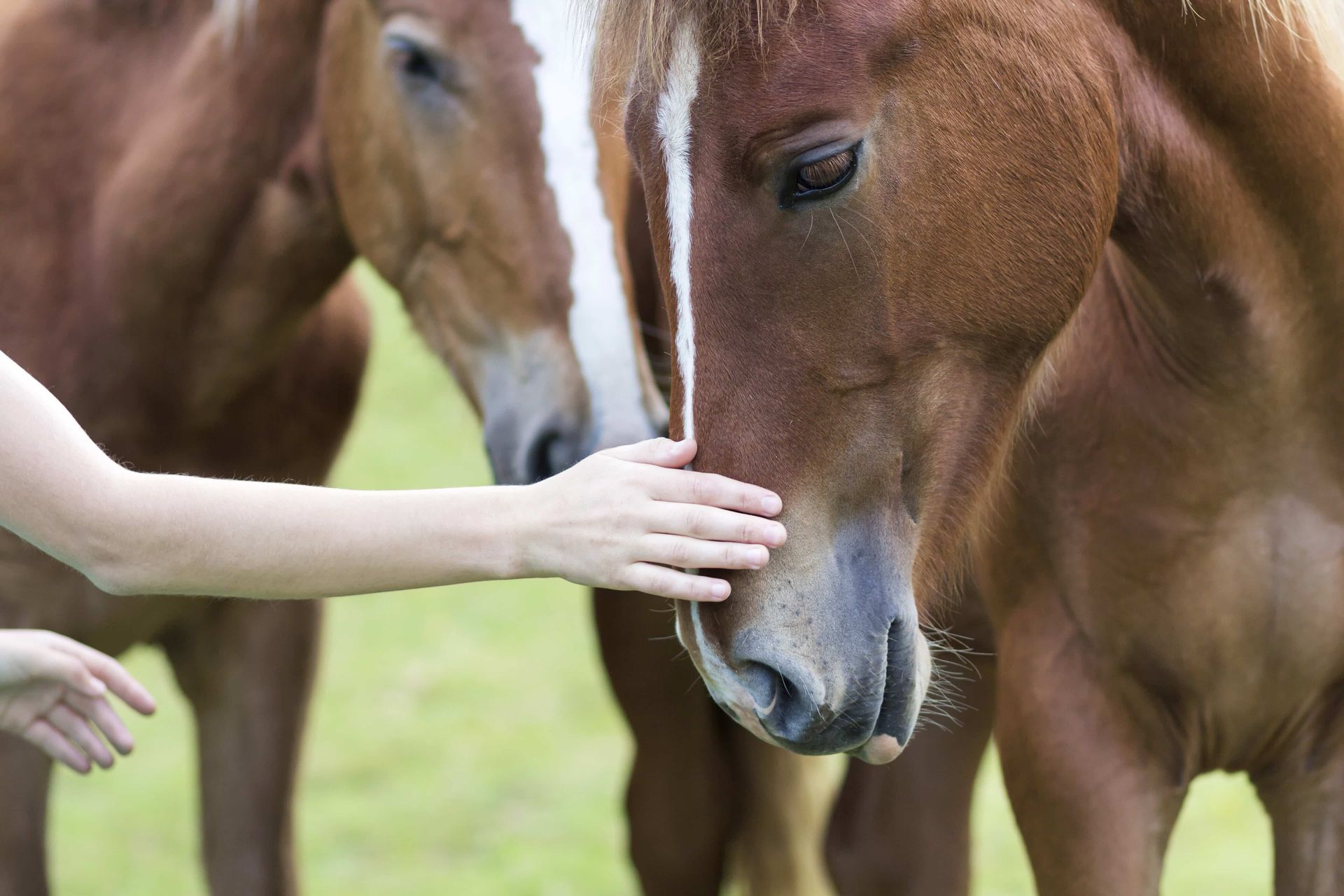 soin énergétique pour chevaux - Eveil Okami