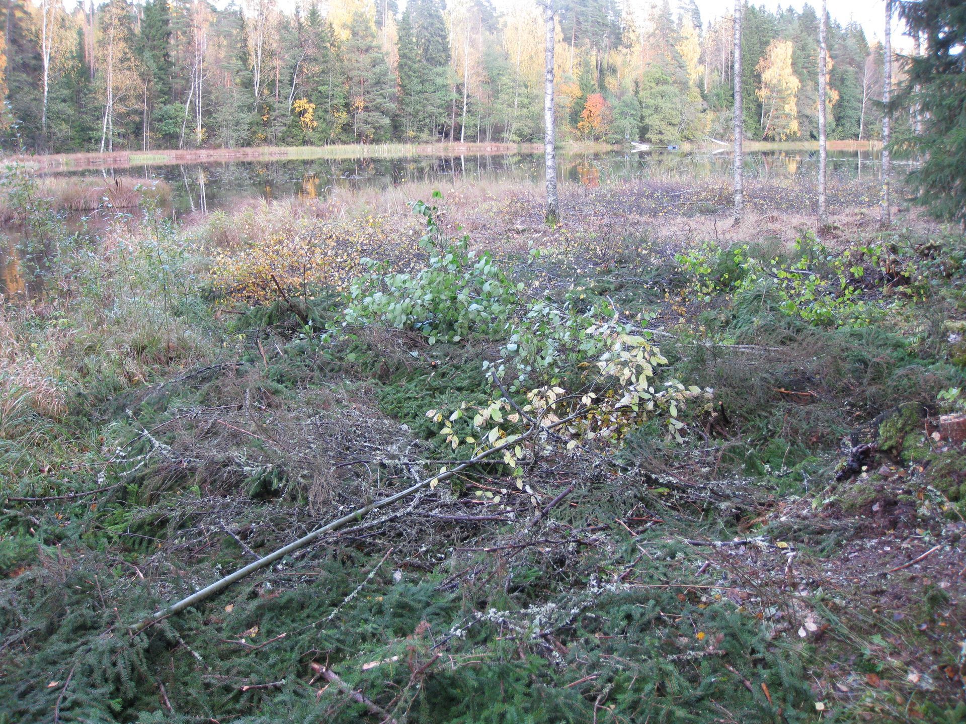 Metsänraivaus matalien pensaiden ja kaatuneiden oksien keskellä, taustalla korkeat havupuut pehmeässä iltavalossa