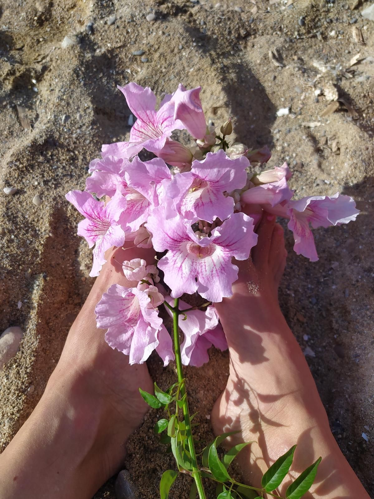 Flores rosas sostenidas entre los pies descalzos sobre la arena.