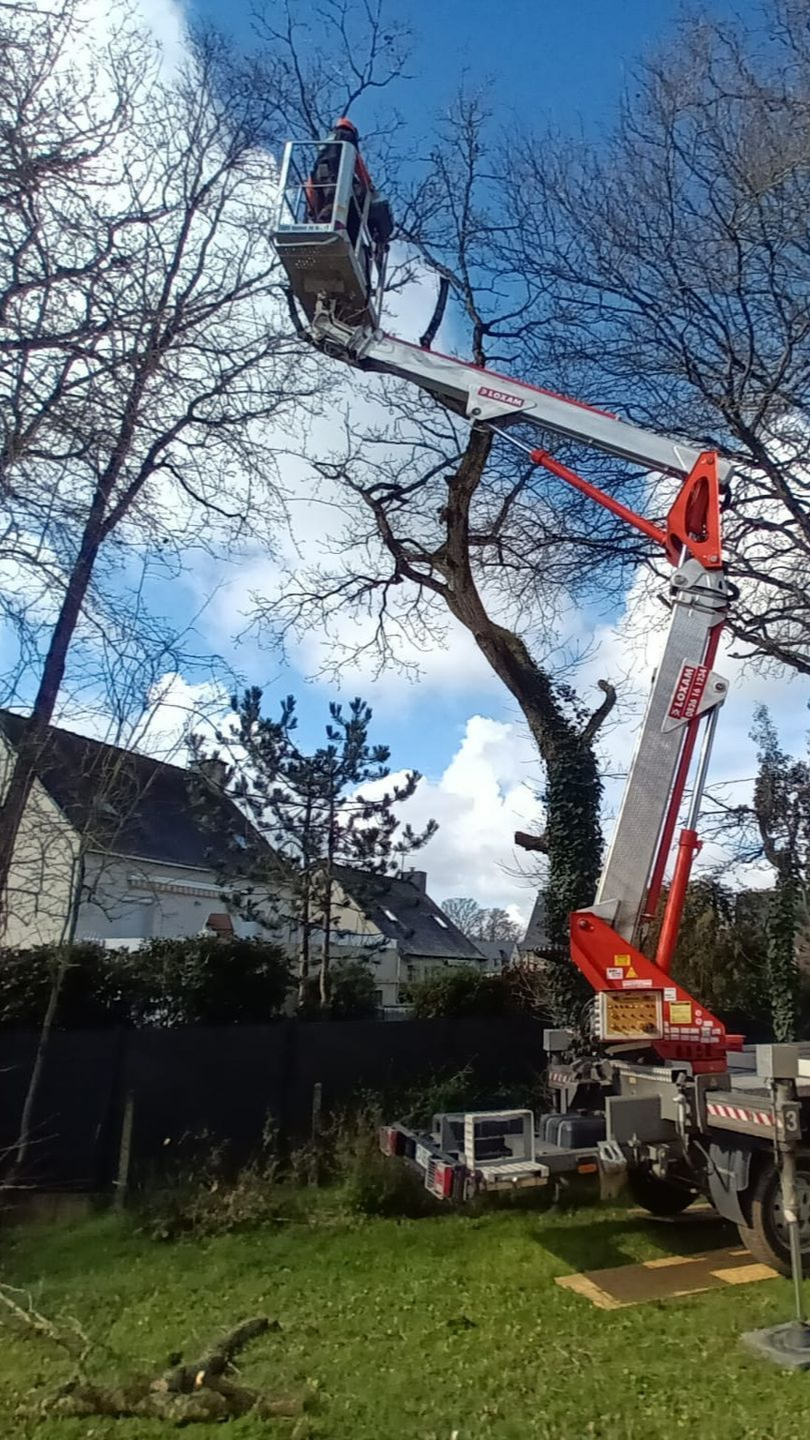 Une personne élaguant un arbre par une journée ensoleillée avec une maison en arrière-plan.