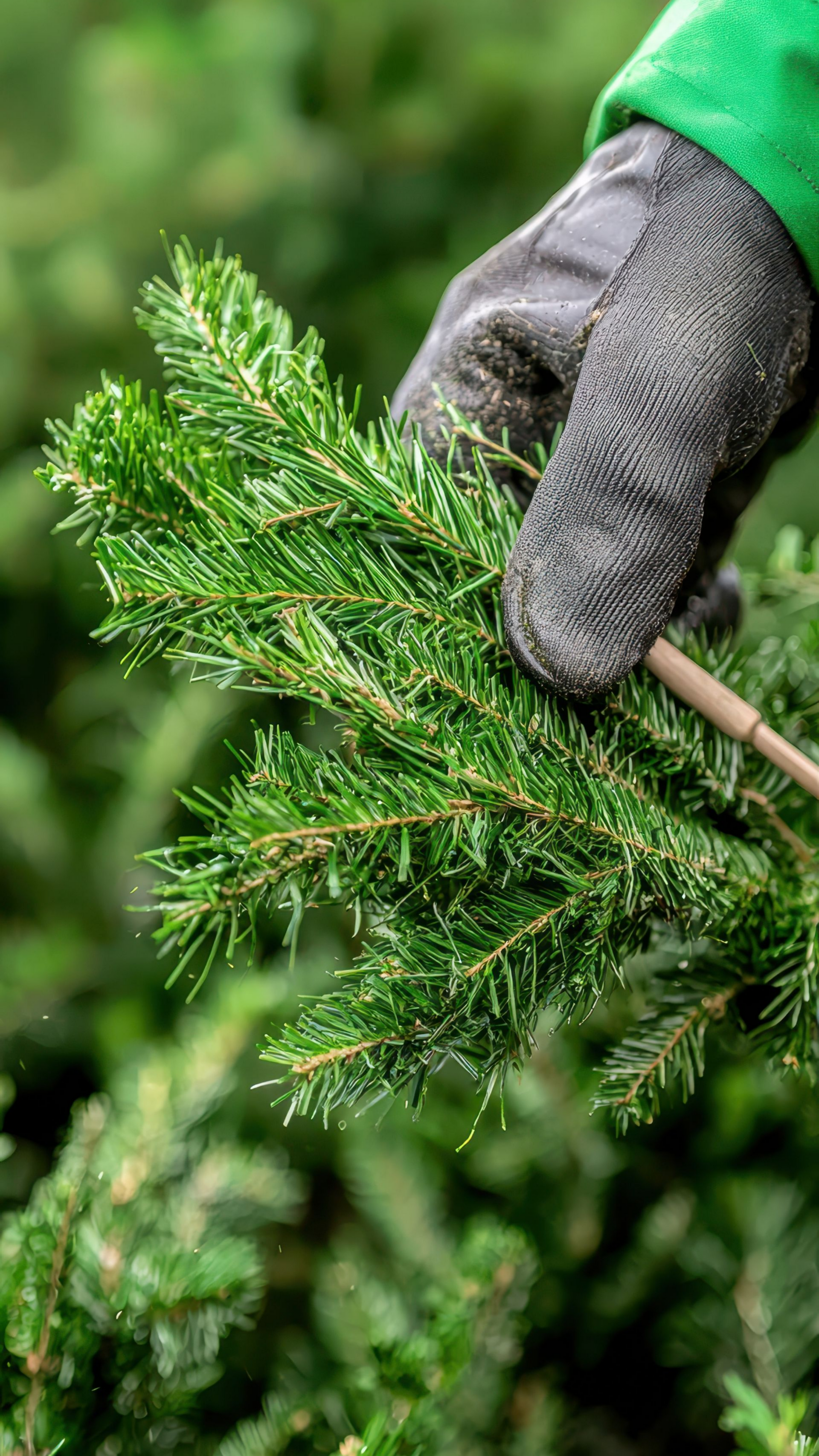 Main tenant une branche à feuilles.
