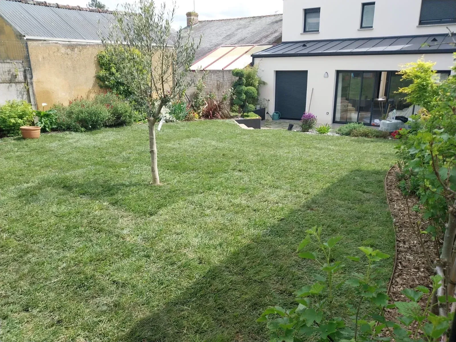 Une pelouse verte dans une cour arrière, avec un arbre et une maison moderne en arrière-plan.