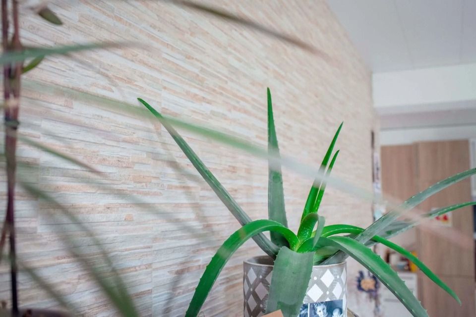 Une plante d'aloe vera en pot est posée devant un mur de briques.