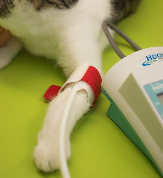 Blutdruck messen bei Katze