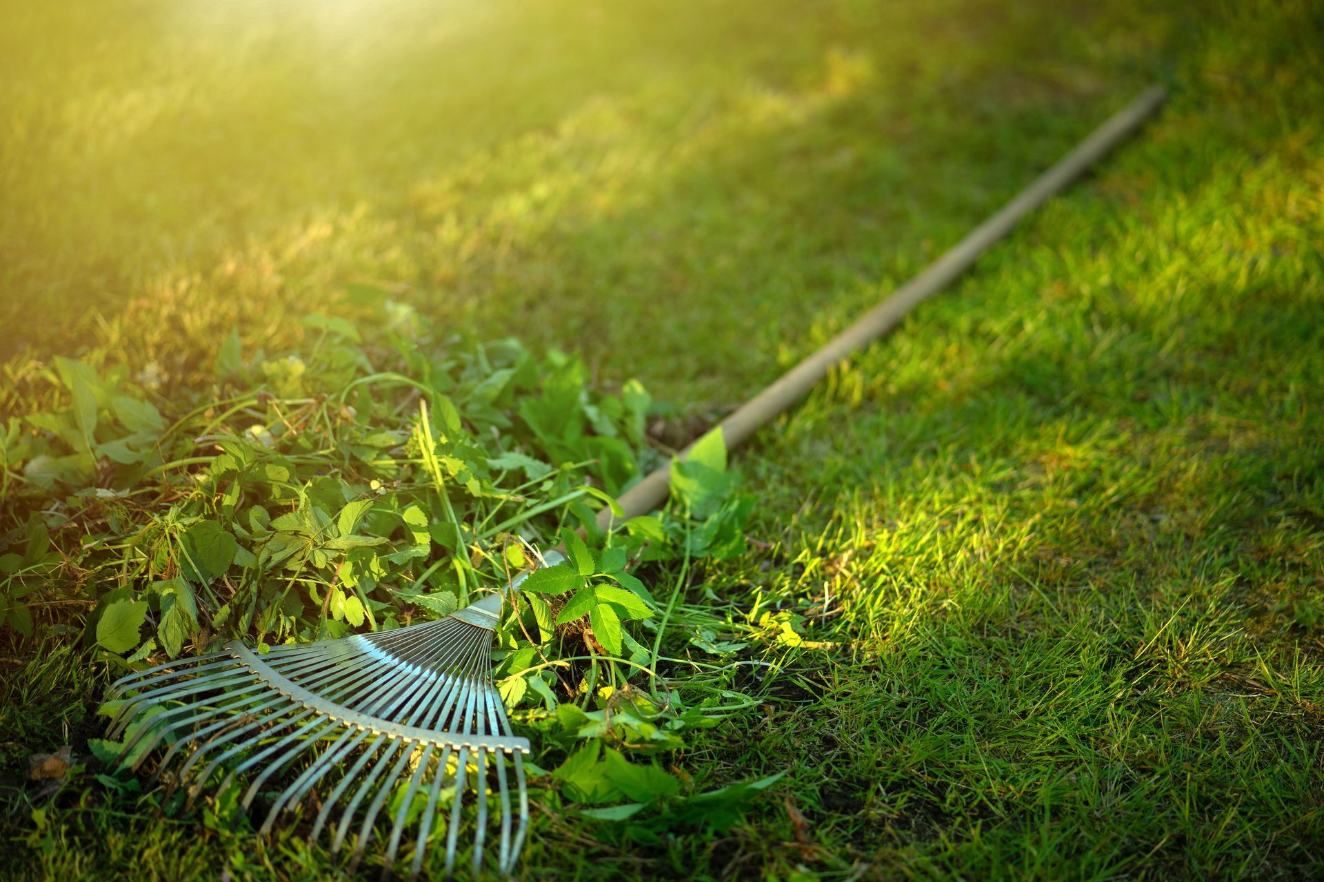 Un râteau de jardin repose dans l'herbe verte, à côté d'un outil à long manche, sous un soleil chaud.