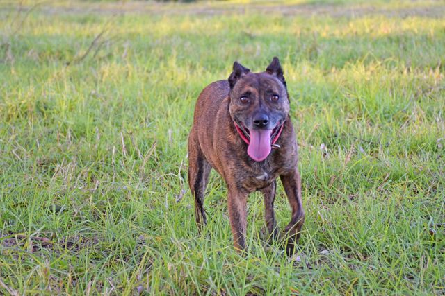 A brown dog standing happily in a grassy field
