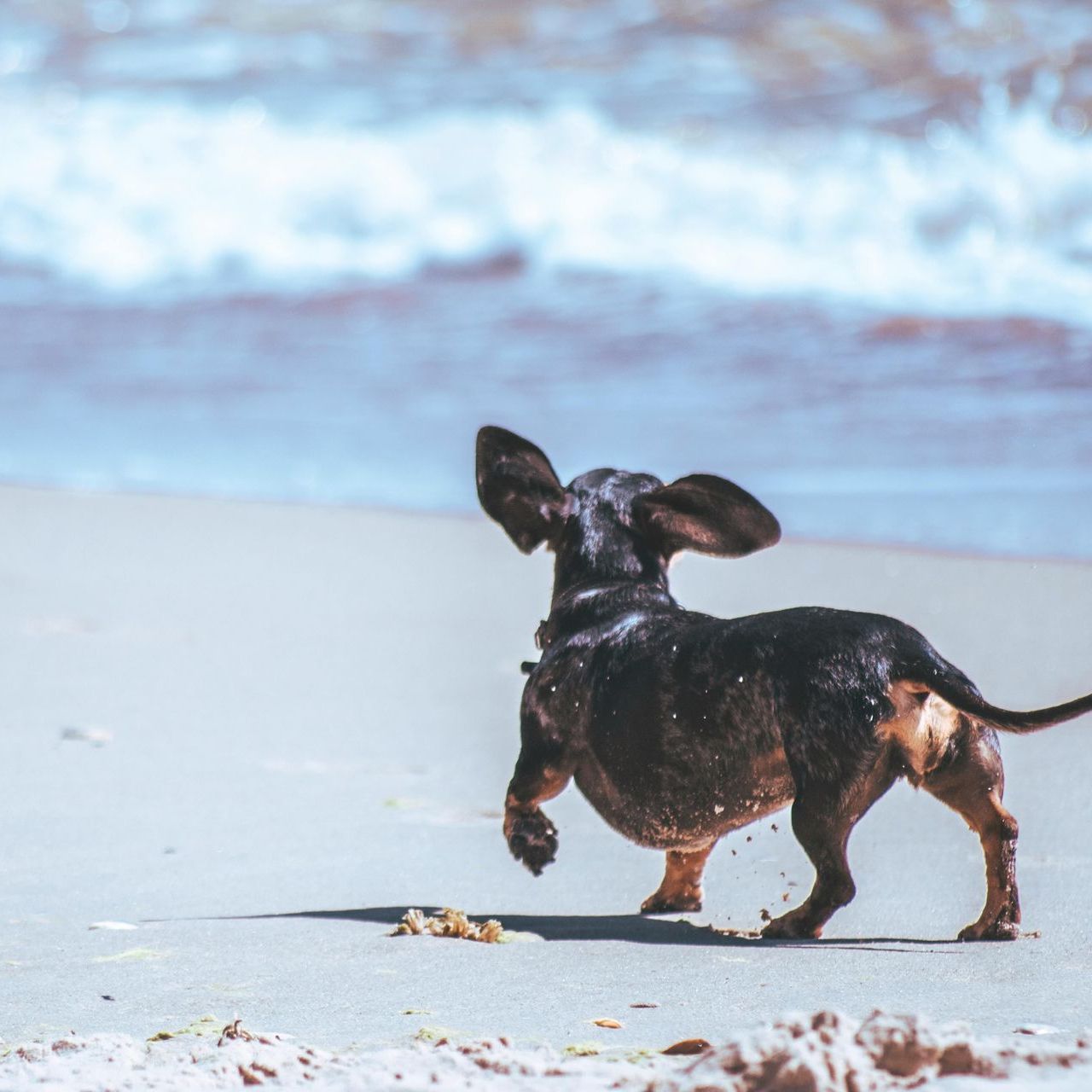 Dog playing on beach
