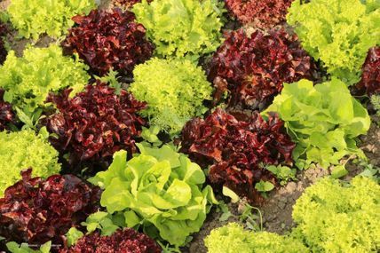 Garten mit blühenden Rhododendron-Büschen