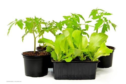 Langes Gewächshaus mit Grünpflanzen