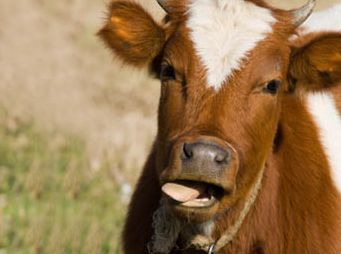 Una vaca marrón y blanca saca la lengua en un campo.