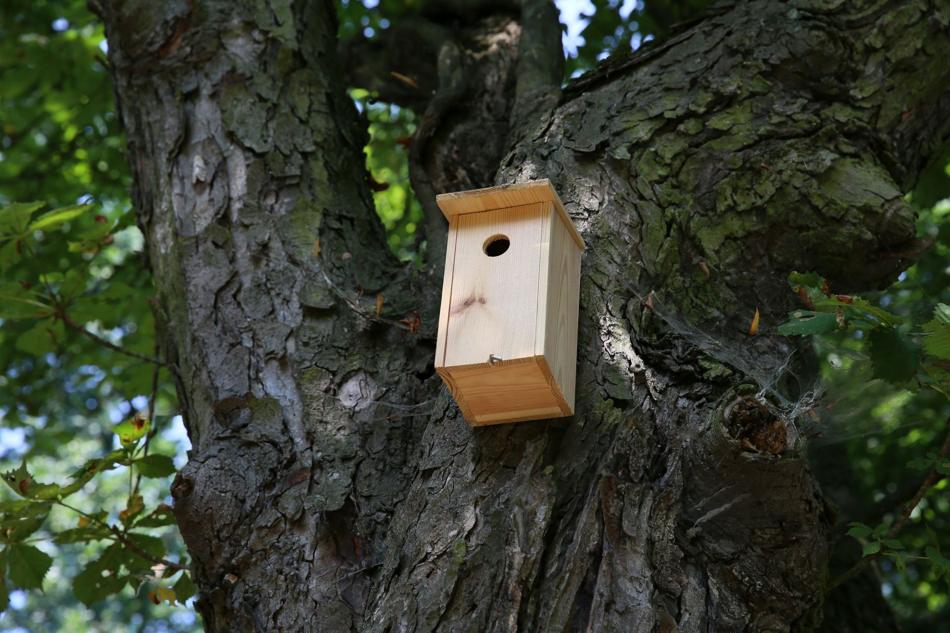 Un nichoir dans un arbre pour protéger les mésanges