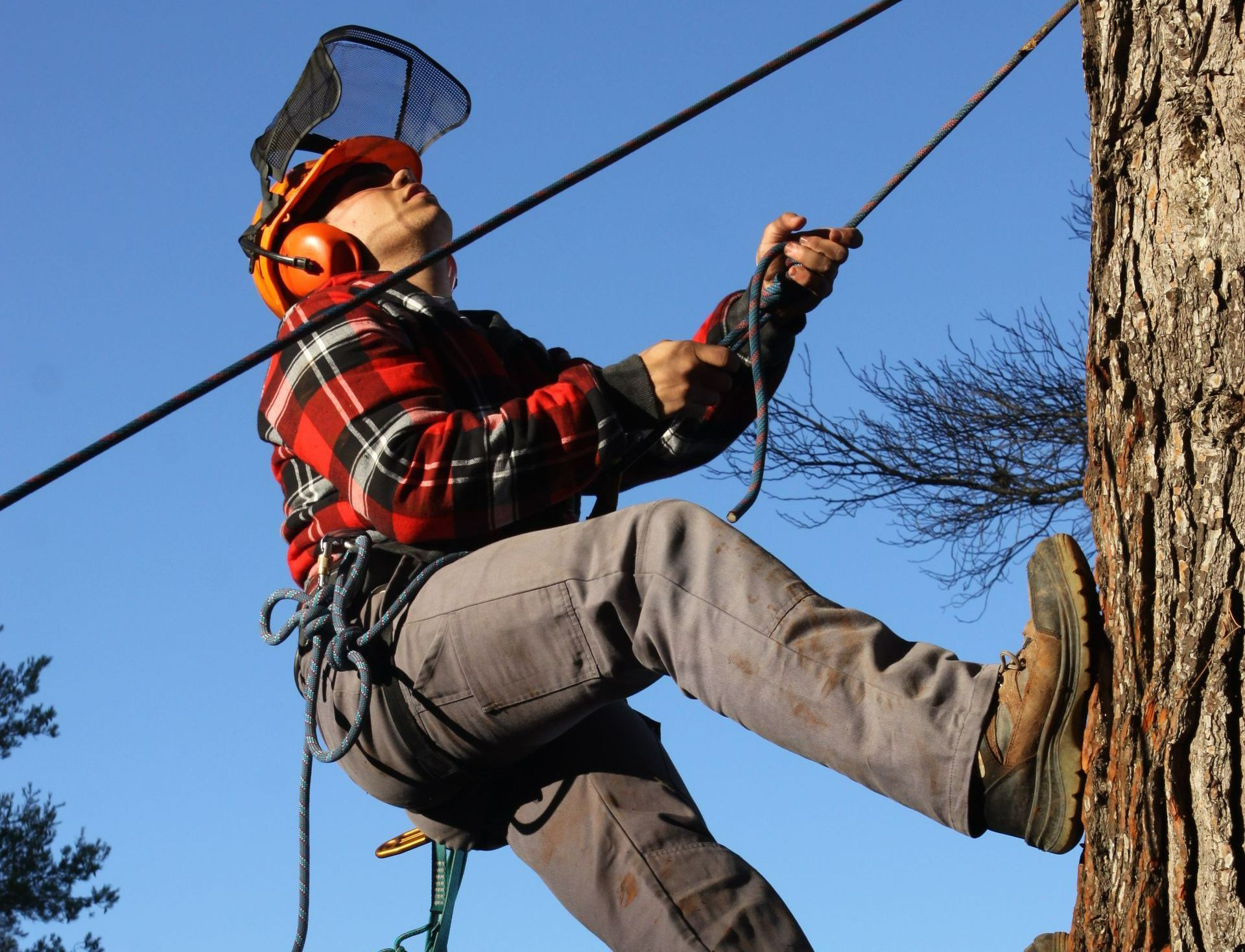 Haubanage d'un arbre pour l'élaguer
