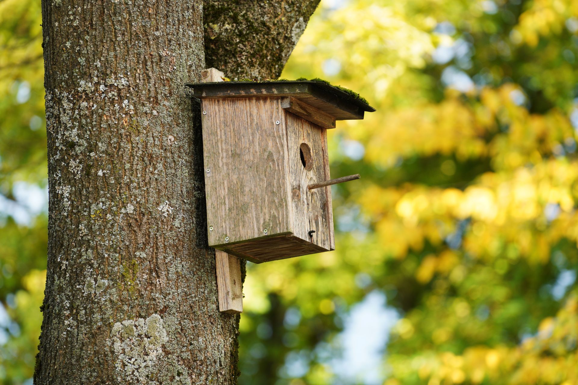 Un nichoir accroché à un arbre pour les mésanges