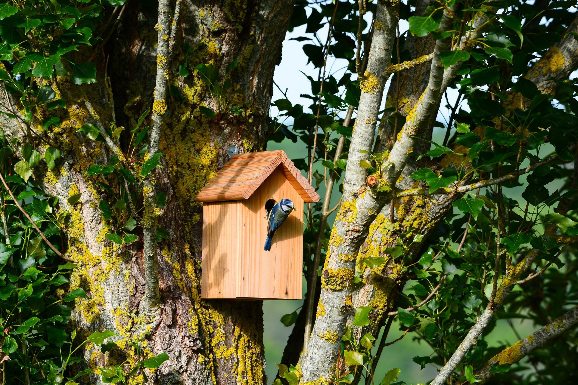 Un nichoir pour des mésanges accroché dans un arbre symbolisant la biodiversité