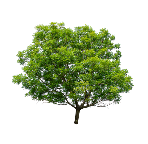 Un arbre à élaguer car trop volumineux