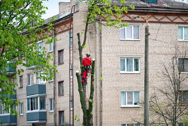 Un élagueur sécurise un arbre par haubanage