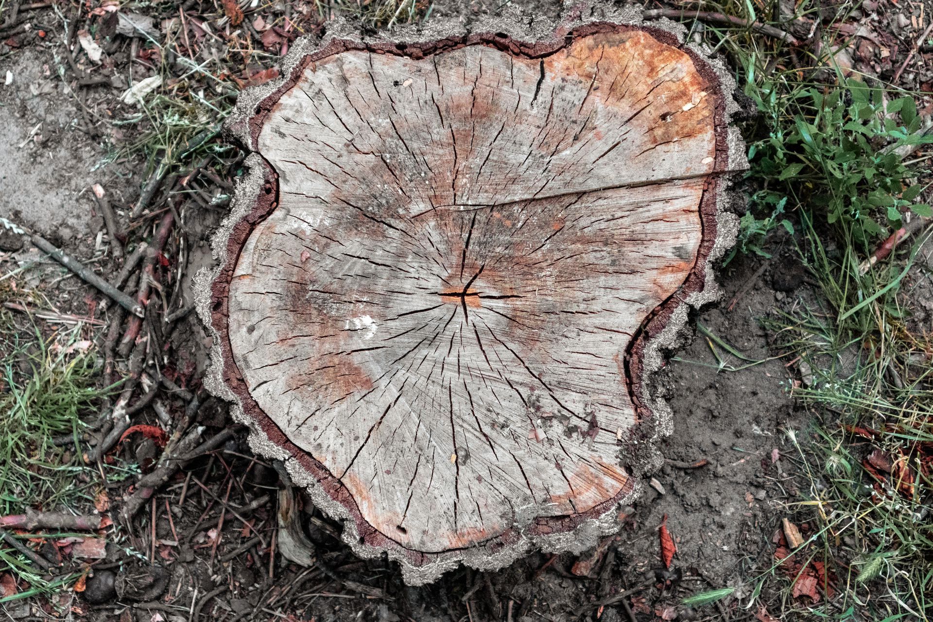 Une souche d'arbre striée en vue aérienne