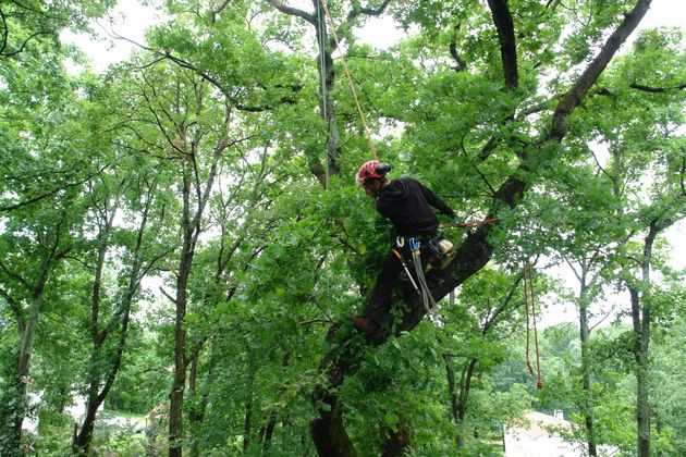 Un homme dans un arbre