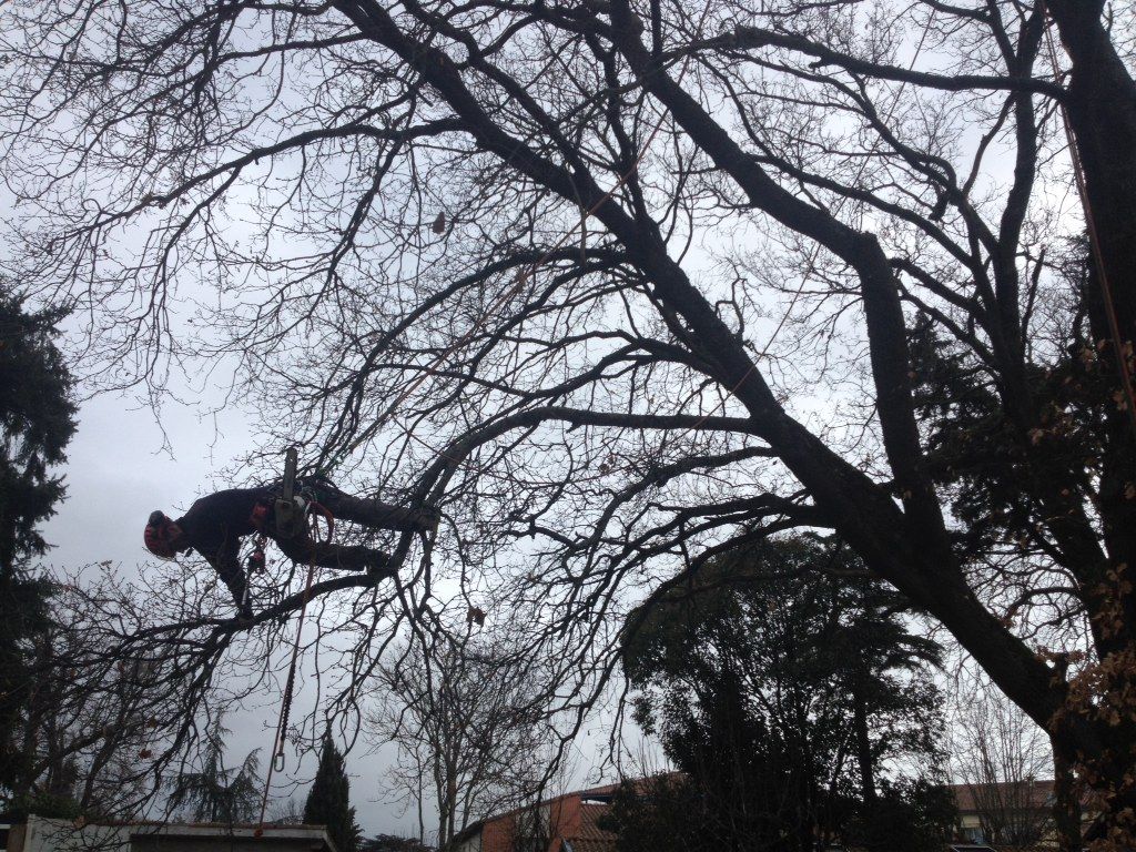 Un élagueur dans un arbre en train d'élaguer