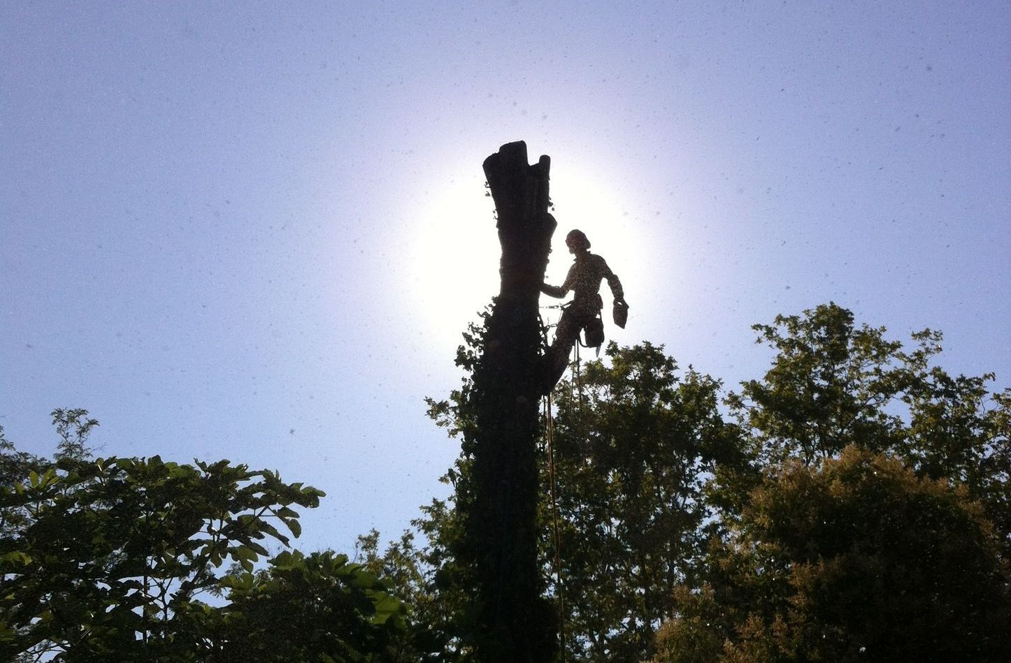 Installation d'un haubanage sur un arbre