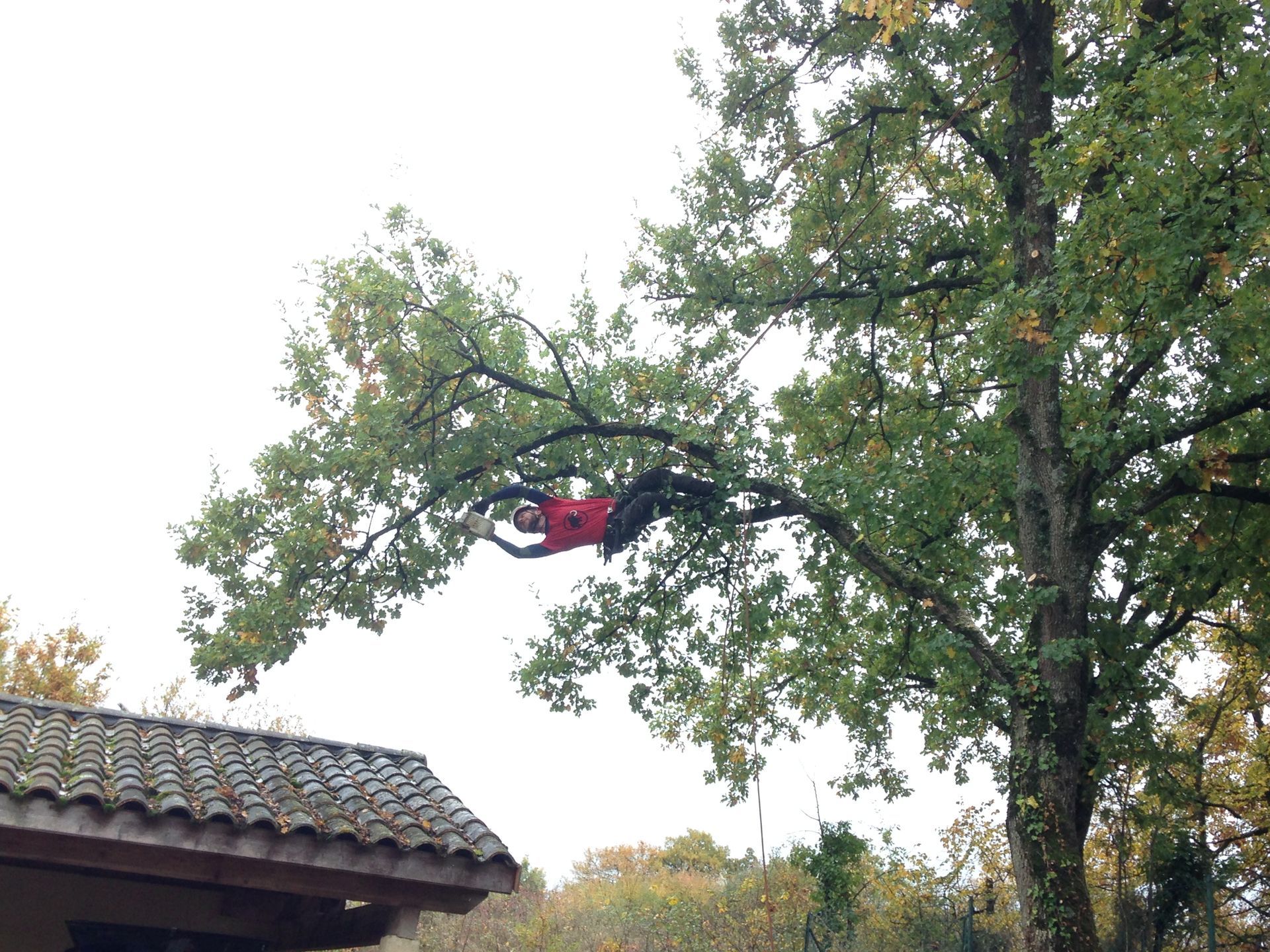 Un homme intervient pour élaguer des arbres