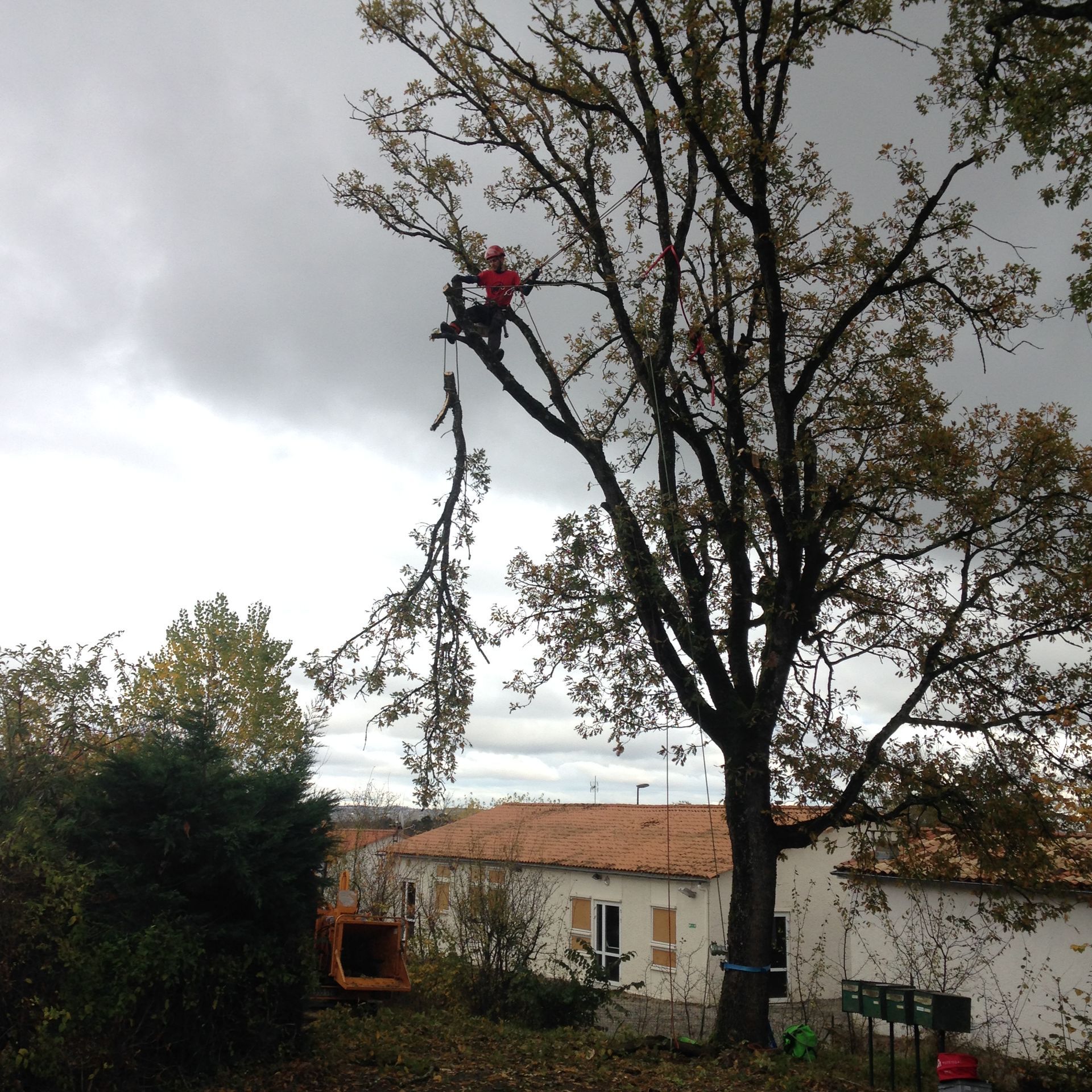 Un homme intervient pour l'élagage d'un arbre
