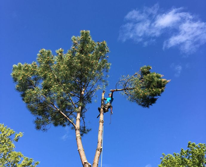 Un élagueur coupe les branches d'un arbre