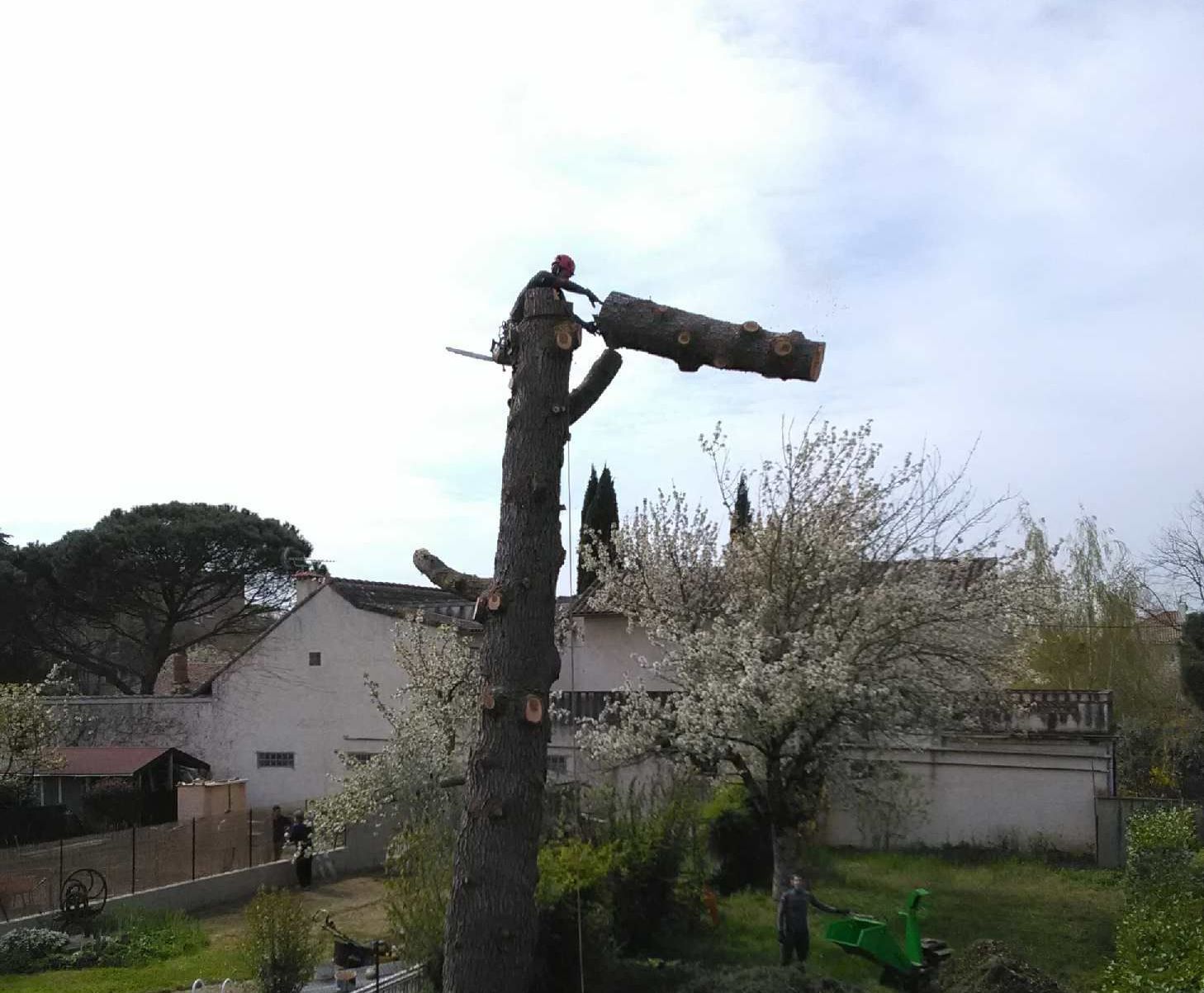Abattage et démontage d'un arbre