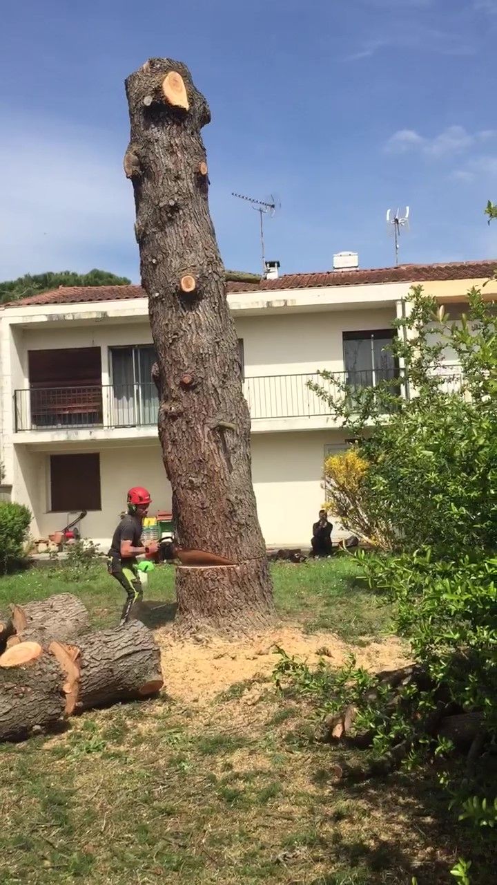 Un abattage d'arbre dans une propriété