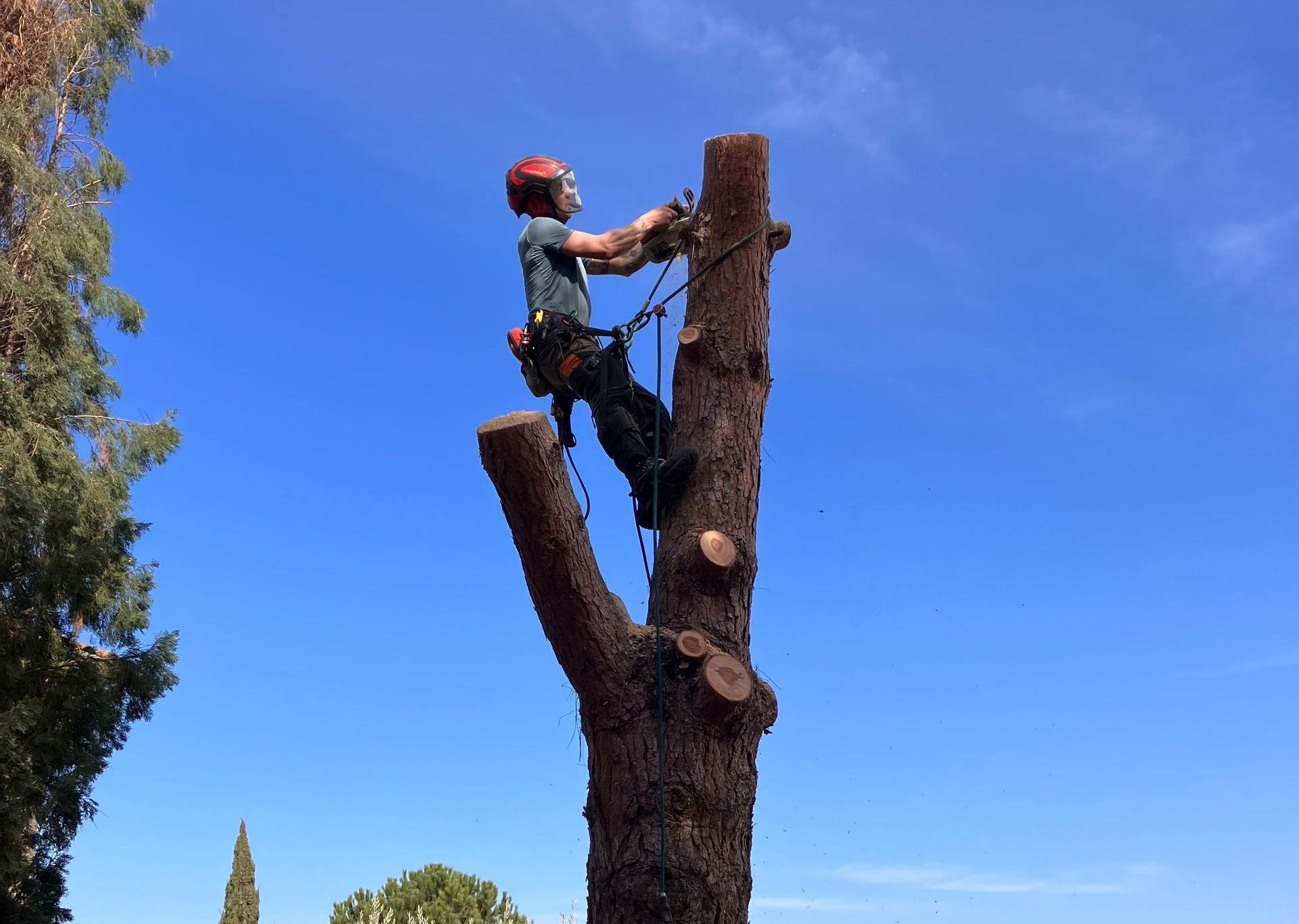 Un élagueur procède à l'abattage d'un arbre