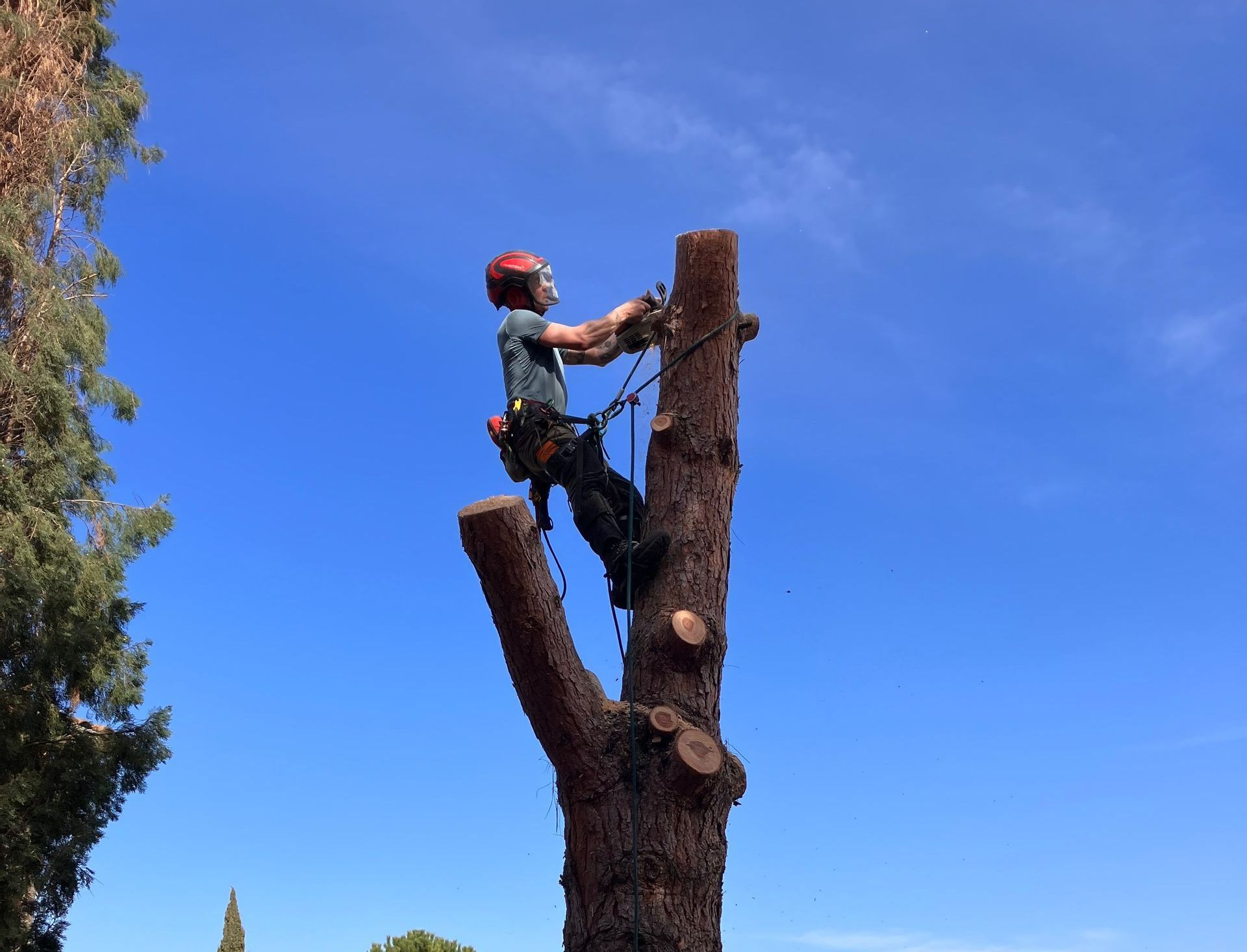 Un homme avec un casque et un équipement de protection abat un arbre
