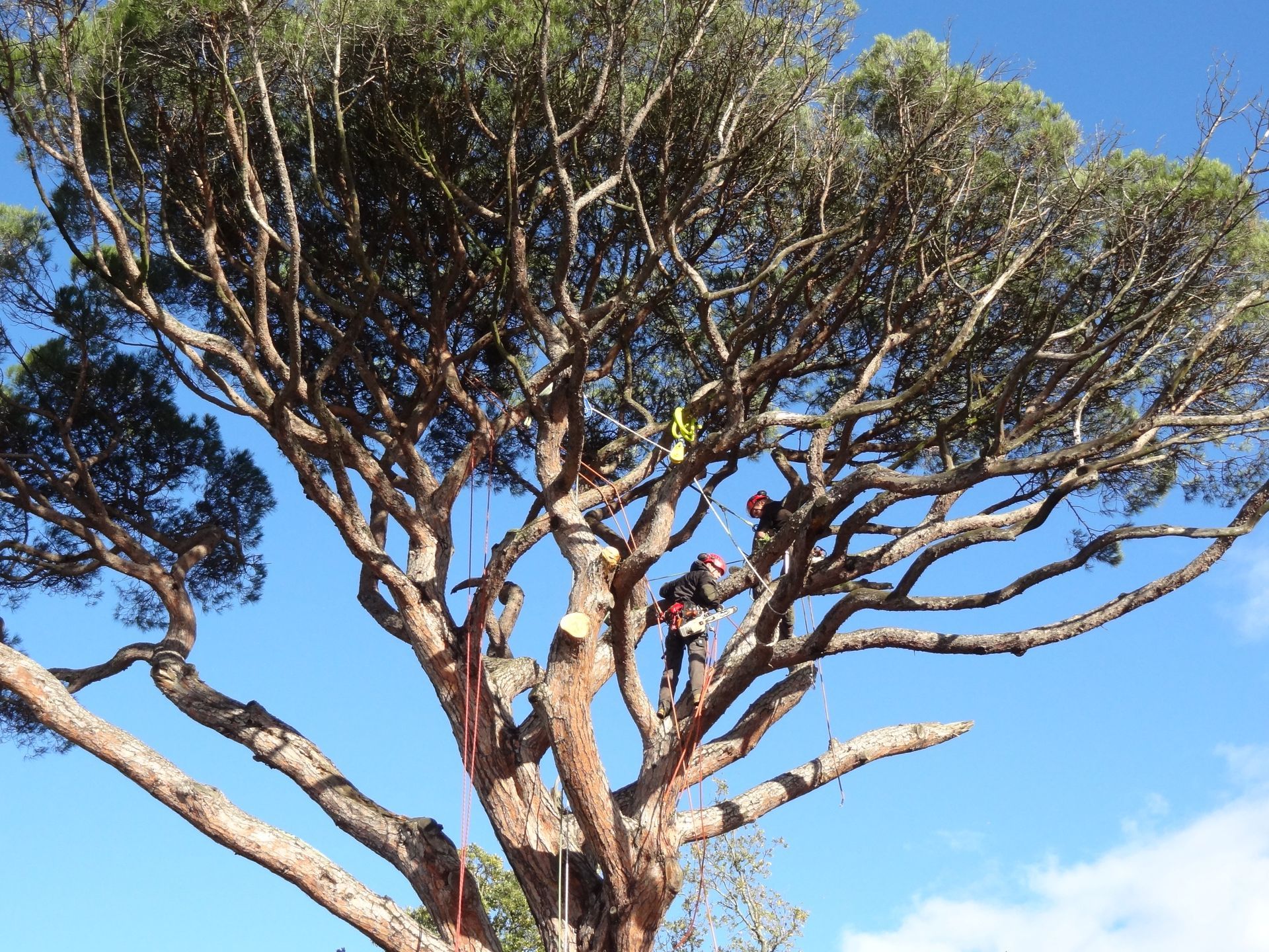 Des hommes en train d'élaguer un arbre dans un jardin