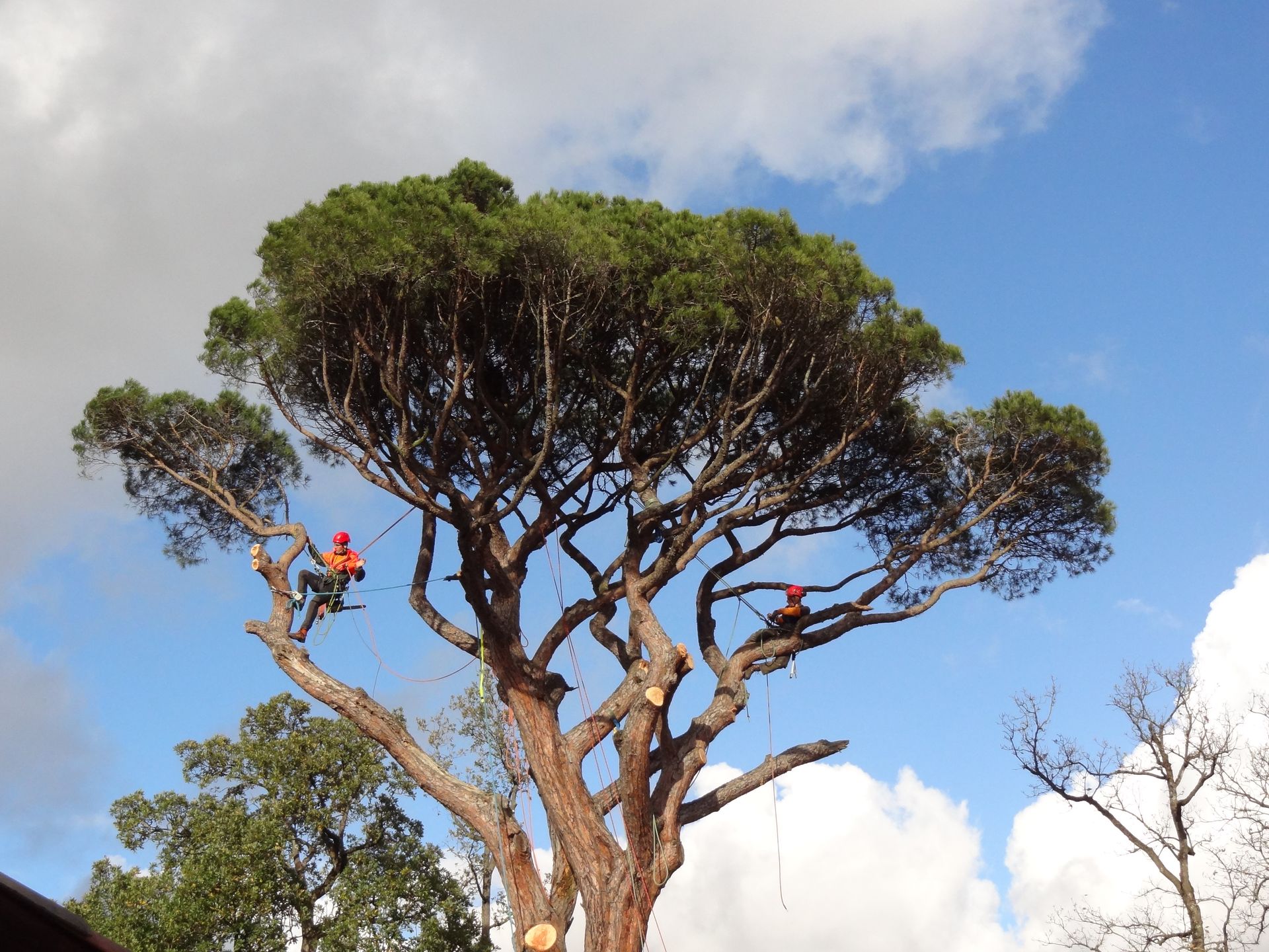 Un élagueur réalise l'élagage d'un arbre