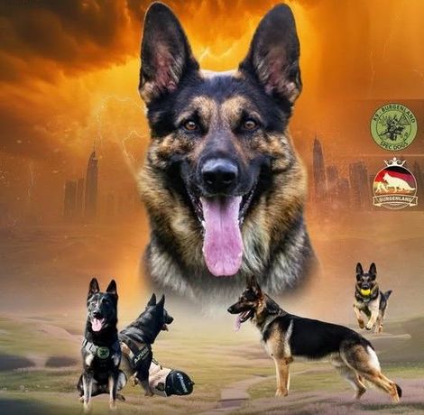 Schäferhundzucht