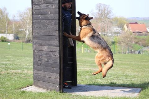 Schutzdiensttraining