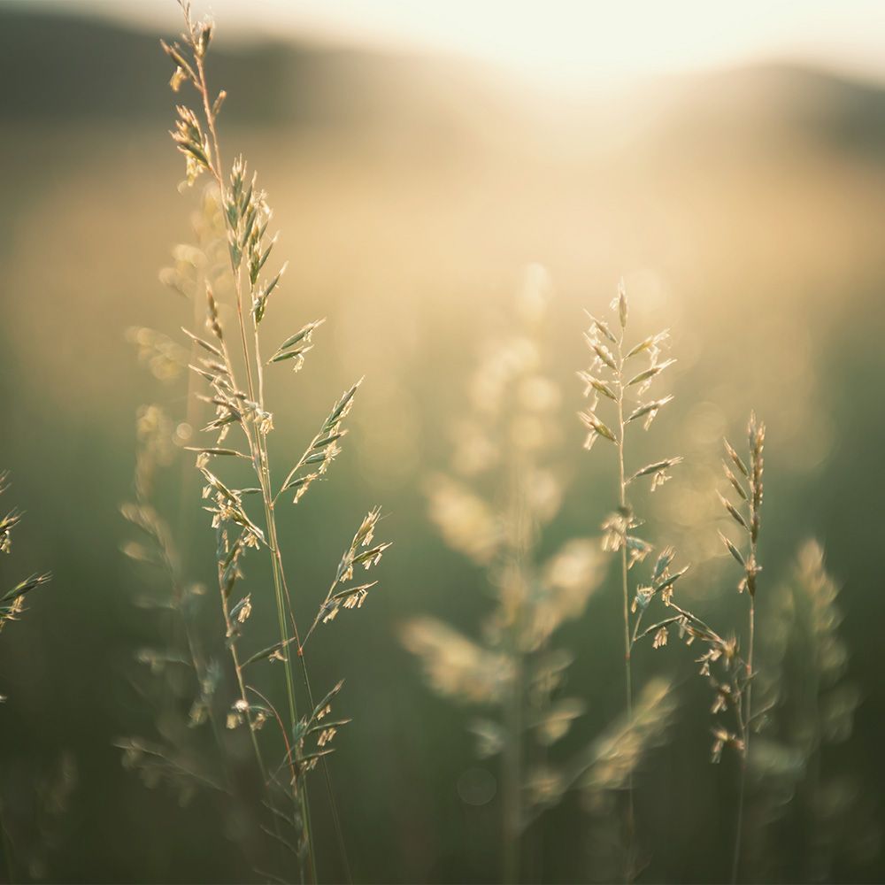 Korkeat ruohonkorret, joita valaisee pehmeä, lämmin kultainen aurinko pellolla.