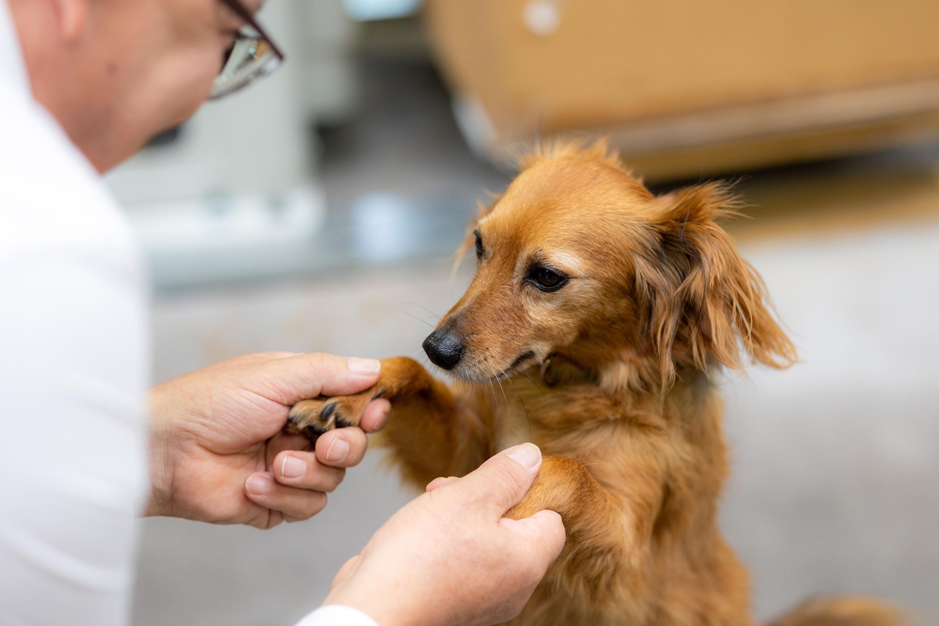 Eine Person hält in einem Innenraum die Pfote eines kleinen braunen Hundes. Der Hund steht und schaut nach oben.