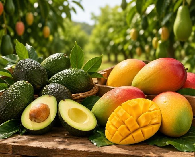 Aguacates y mangos sobre una mesa de madera, incluyendo fruta en rodajas, en un entorno de exuberante huerto.