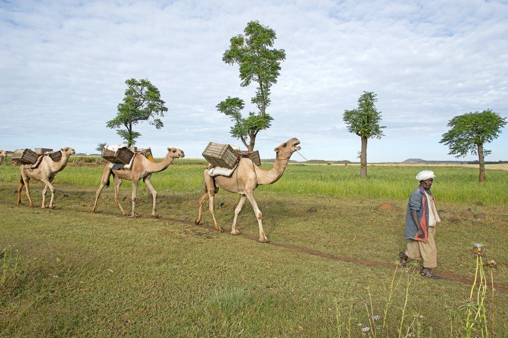  Eritrea