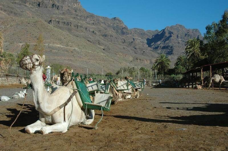 Camel Safari Park