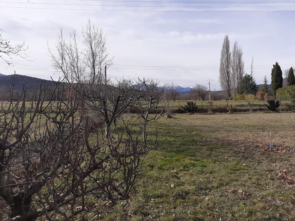 Élagage d'arbres fruitiers